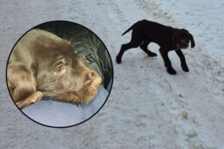 Wychudzony i zziębnięty szczeniak błąkał się pod lasem. Przy -12 stopniach czekała go tylko śmierć