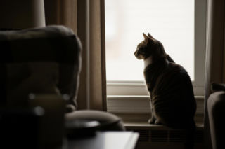 Jarosław Kaczyński i jego koty. Gdzie obecnie mieszka prezes PiS?