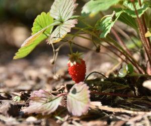 Ogród botaniczny Batorego wrócił do żywych