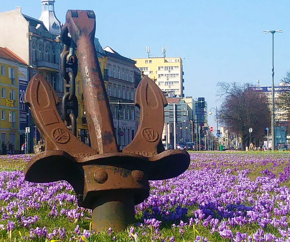 Kotwica i krokusy