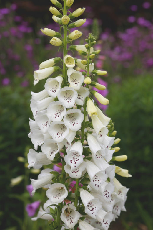Naparstnica purpurowa