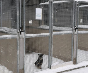 Siarczysty mróz zagraża zwierzętom! Krakowskie schronisko pilnie szuka domów tymczasowych