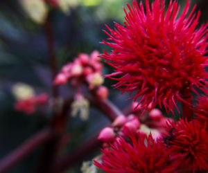 Rącznik pospolity (Ricinus communis)