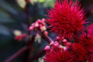 Piękny truciciel. Zawiera jedną z najsilniejszych toksyn!