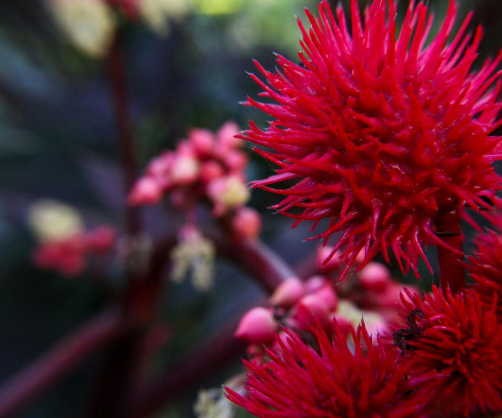 Piękny truciciel. Zawiera jedną z najsilniejszych toksyn!