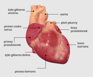 Model anatomiczny serca