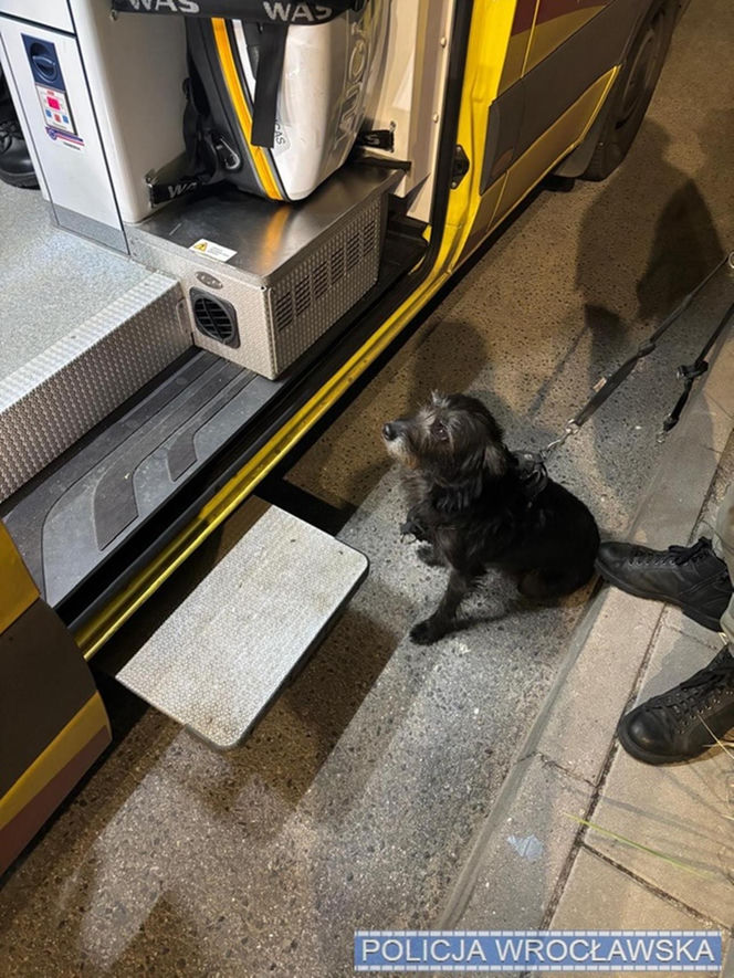 Bohaterski pies z Wrocławia uratował swojego 71-letniego pana