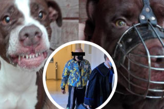 Pitbull zagryzł Kamila. Ruszył proces właściciela psa, a w internecie rozpętało się piekło  