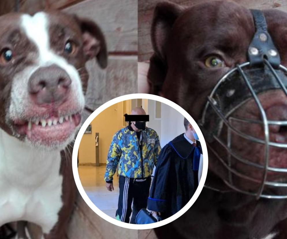 Pitbull zagryzł Kamila. Ruszył proces właściciela psa, a w internecie rozpętało się piekło  