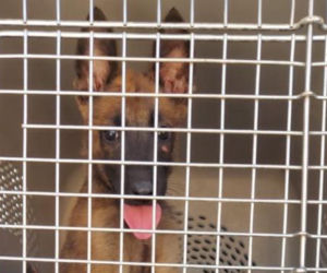 Ratownictwo bez granic. Polscy strażacy budują jednostkę K9 w Syrii
