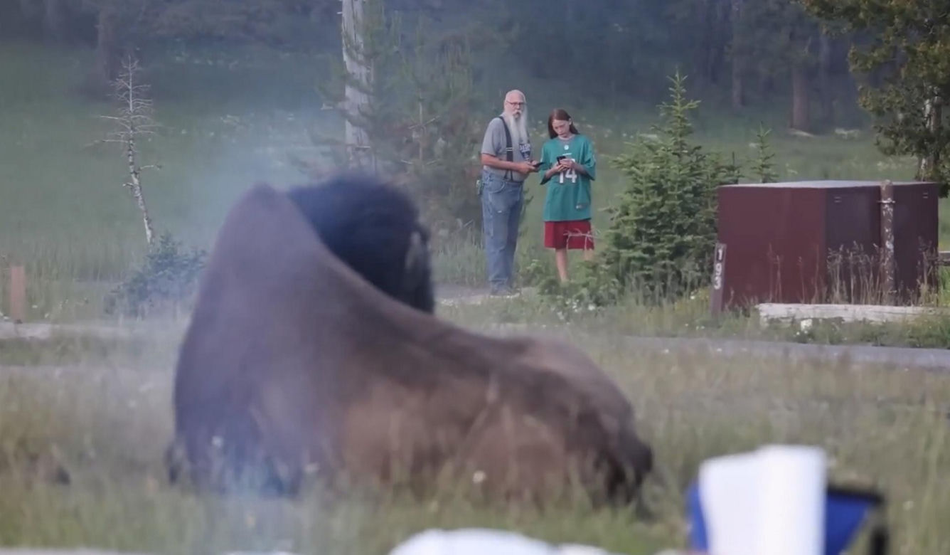 Atak bizona w Parku Narodowym Yellowstone