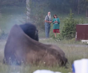 Atak bizona w Parku Narodowym Yellowstone