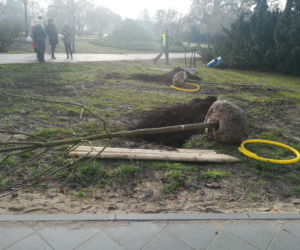 Za nami duża akcja sadzenia drzew w Toruniu. Pojawi się też 5 tysięcy krzewów!