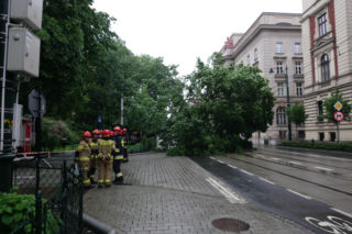 Kraków: O krok od tragedii na Basztowej. Potężne drzewo runęło na ulicę i torowisko [ZDJĘCIA]