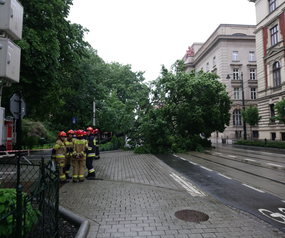 Kraków: O krok od tragedii na Basztowej. Potężne drzewo runęło na ulicę i torowisko
