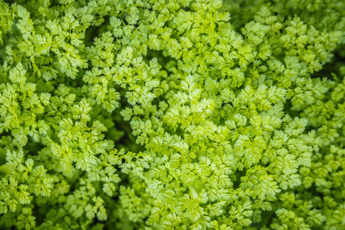Trybula ogrodowa