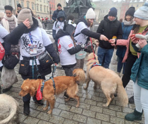 34. finał WOŚP w Krakowie. Golden Retrievery na Rynku Głównym