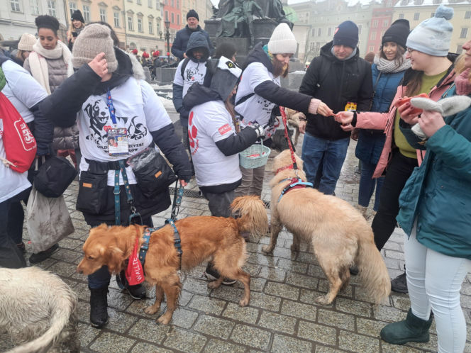 34. finał WOŚP w Krakowie. Golden Retrievery na Rynku Głównym