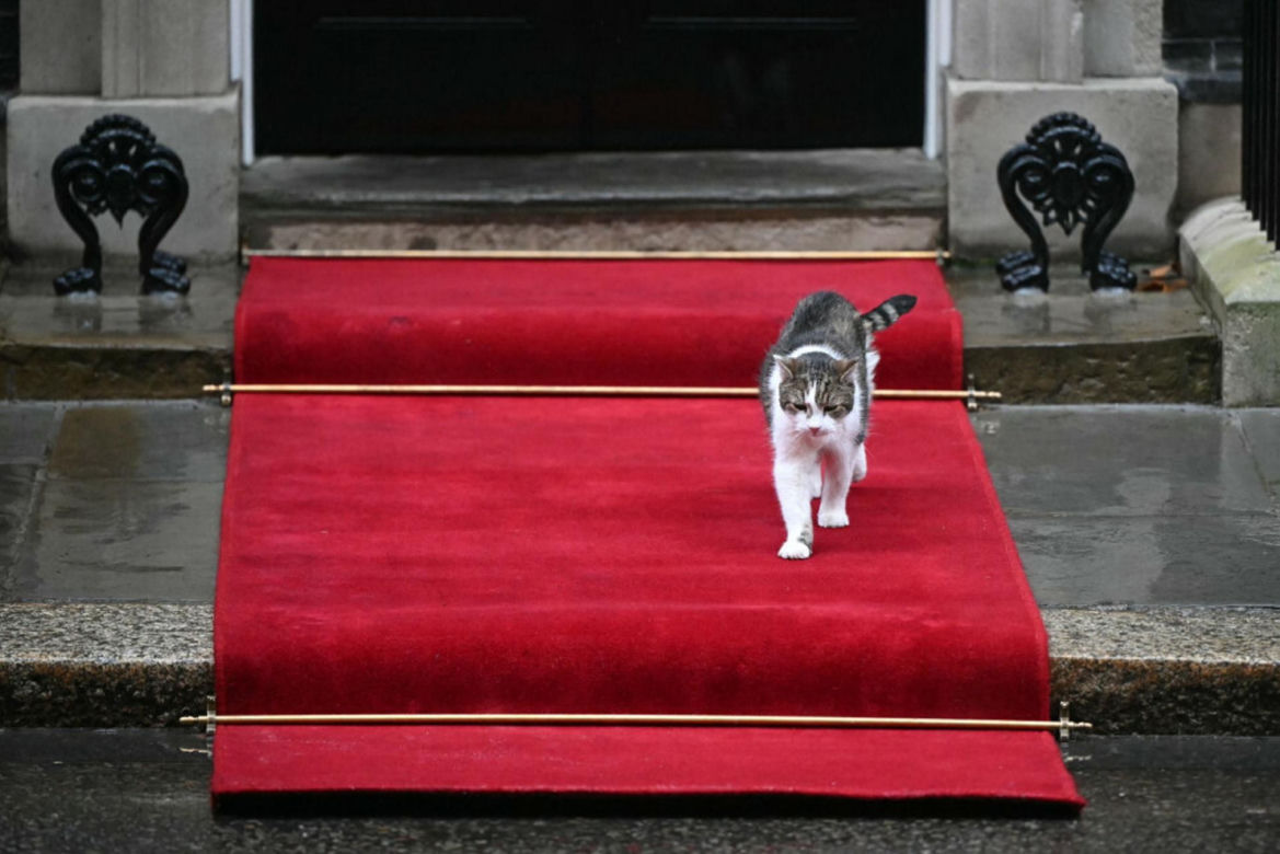 Oto Larry. Chief Mouser to the Gabinet Office