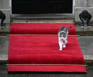 Oto Larry. Chief Mouser to the Gabinet Office