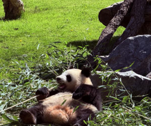 Pandy ZOO Berlin