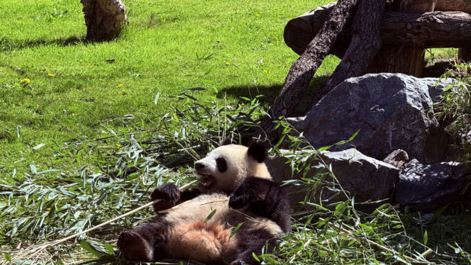 Pandy ZOO Berlin