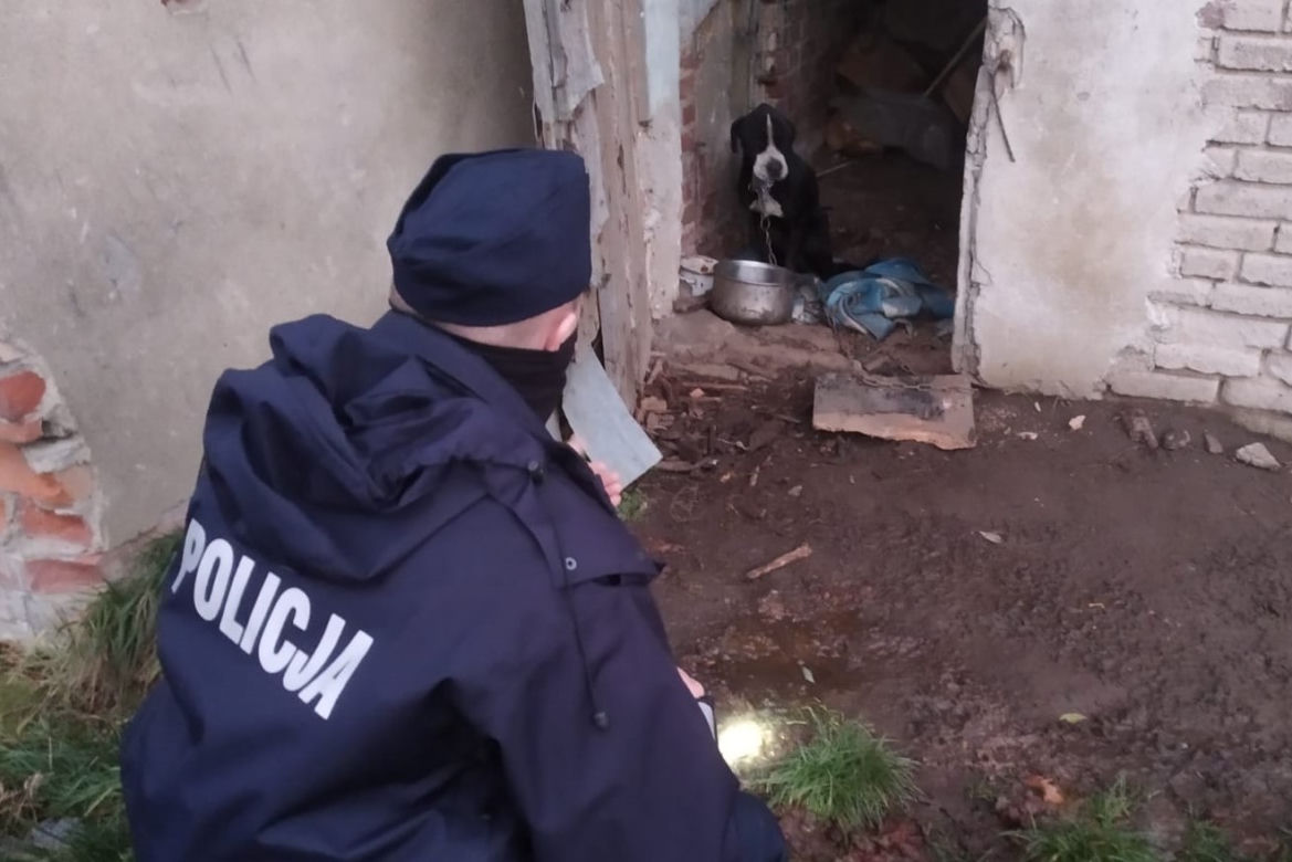Policjanci WYRWALI psy z PIEKŁA!