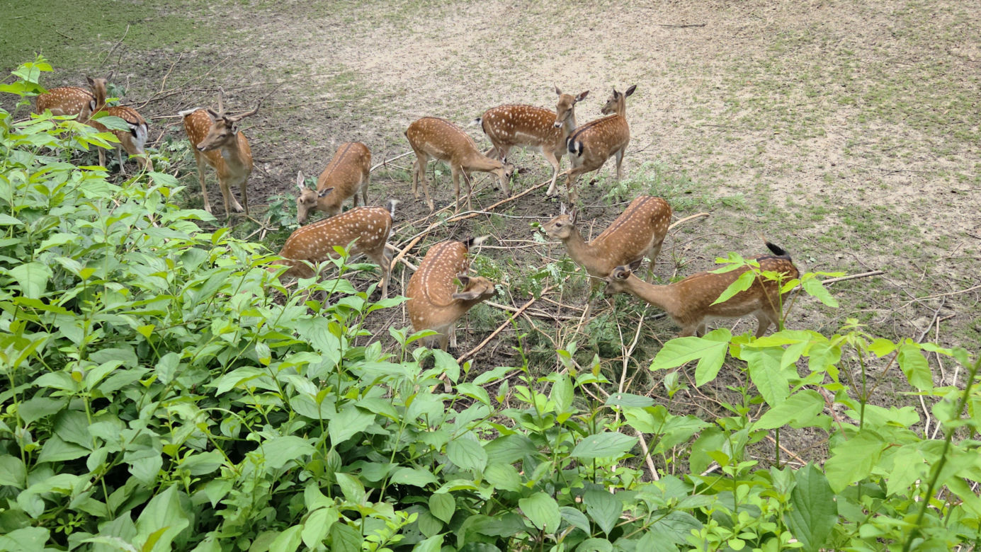 Pokazowe karmienie w myślęcińskim zoo to prawdziwy hit! Sprawdziliśmy to na miejscu