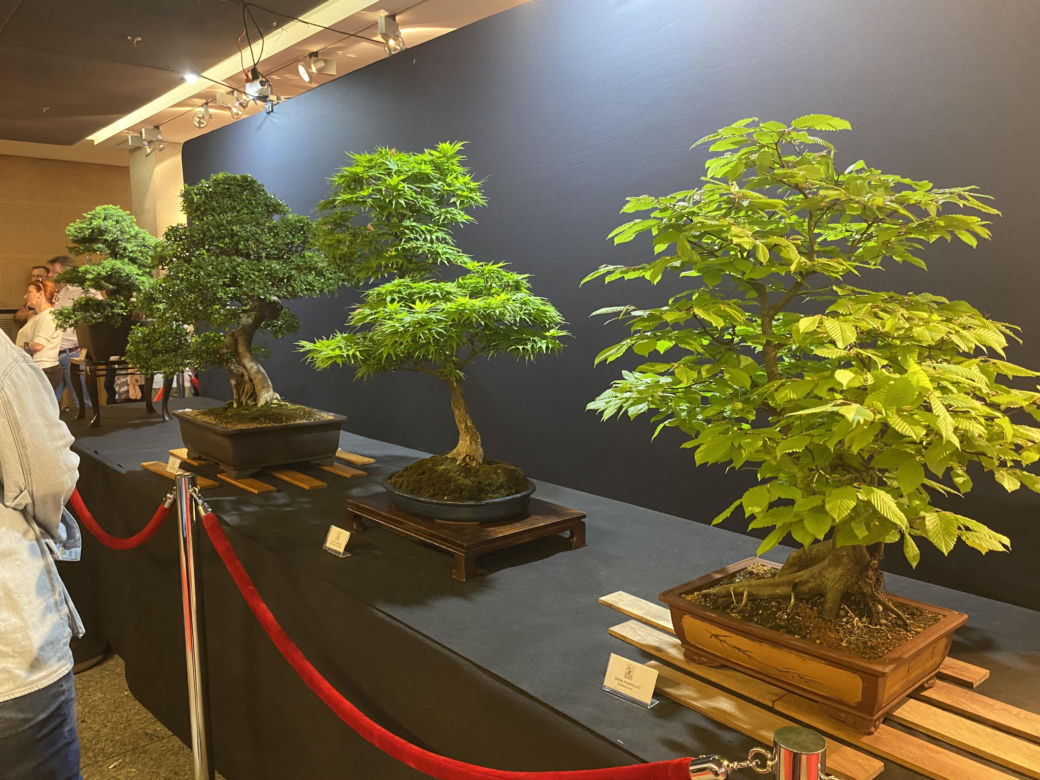 "Potworne Cuda", Światowa Wystawa Orchidei, Bonsai i Sukulentów oraz targi roślin na PGE Narodowym
