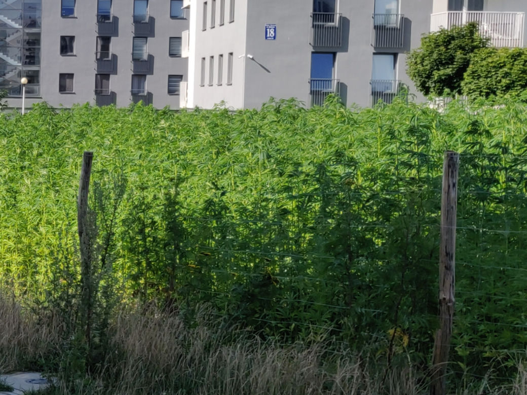 Na słynnej lubelskiej plantacji jest już zielono
