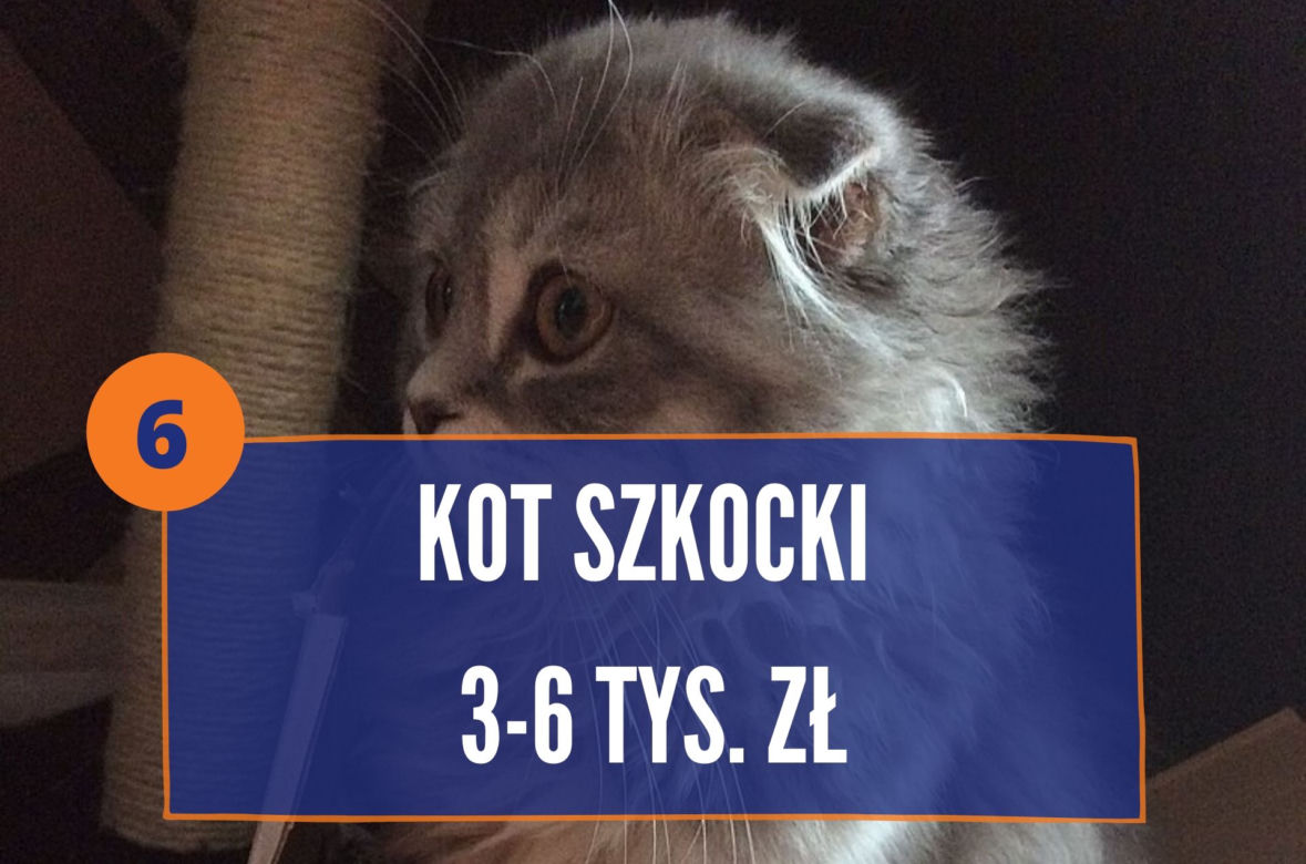 Najdroższe rasy kotów na świecie 2020. TOP 10