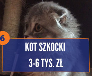Najdroższe rasy kotów na świecie 2020. TOP 10