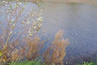 Garwolin: Z rzeki wyłowiono ciało mężczyzny. Zwłoki zauważyli wędkarze.