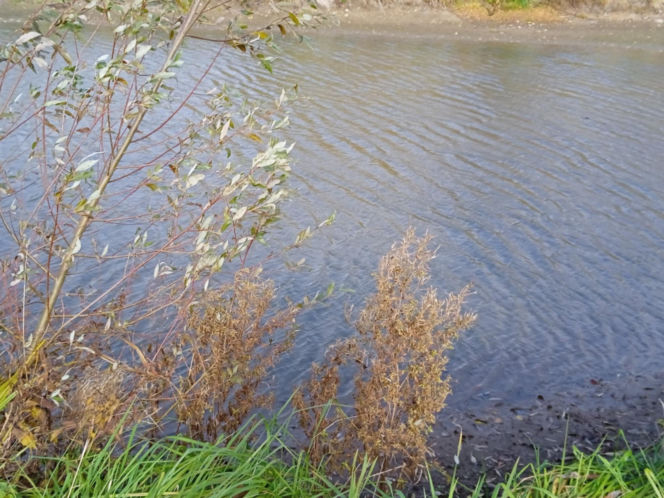 rzeka, staw, woda