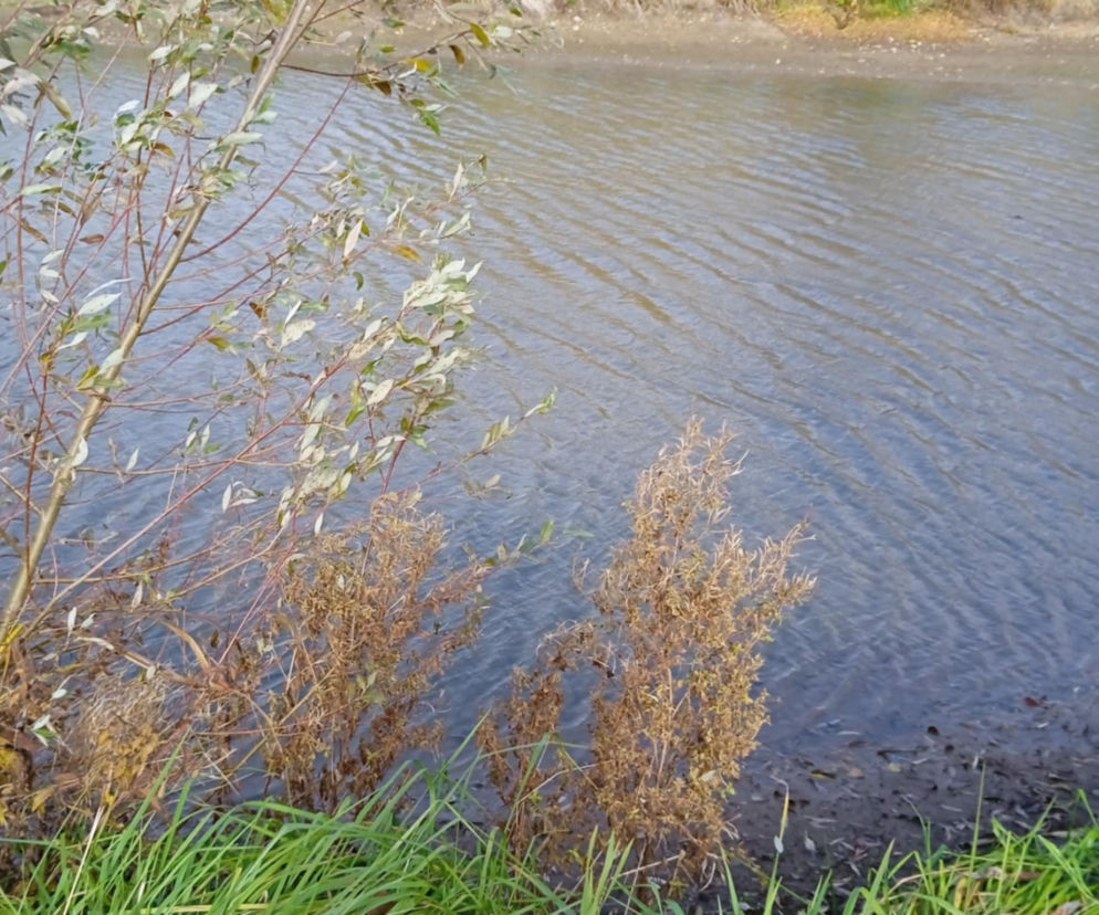 Garwolin: Z rzeki wyłowiono ciało mężczyzny. Zwłoki zauważyli wędkarze.