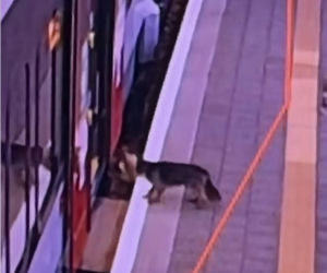 Sam wsiadł do pociągu i pojechał na gapę. Przechadzał się po wagonie i odwiedzał pasażerów