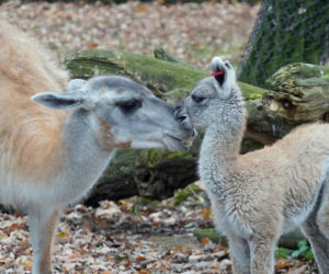 We wrocławskim zoo urodziło się gwanako