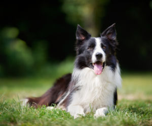 Border Collie 