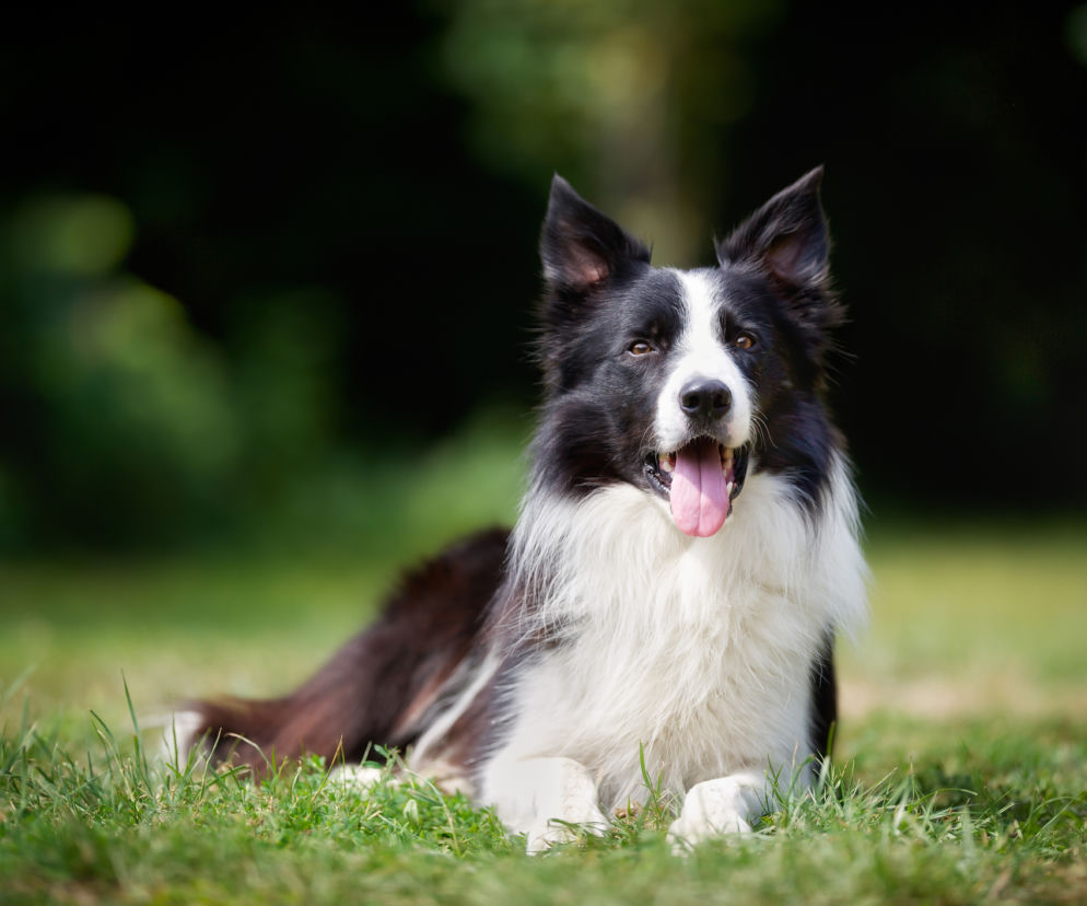 Border Collie 