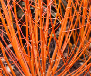 Dereń świdwa ‘Midwinter Fire’