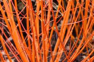 Dereń świdwa ‘Midwinter Fire’