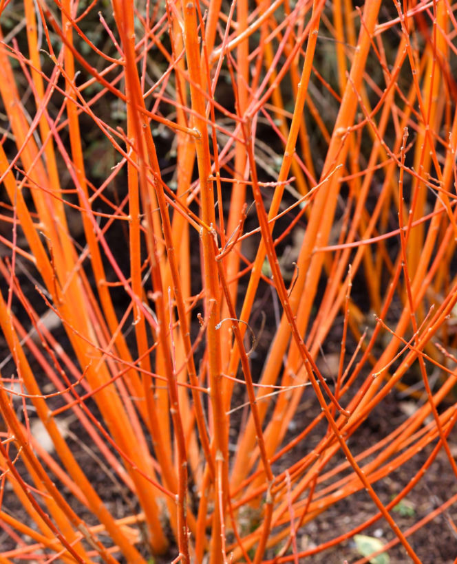 Dereń świdwa ‘Midwinter Fire’