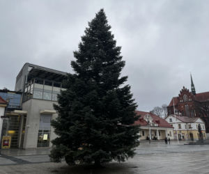 Wielki choinka stanęła na Rynku Kościuszki