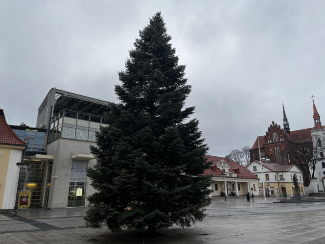 Wielki choinka stanęła na Rynku Kościuszki