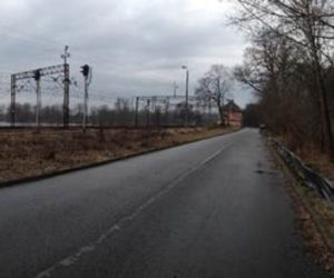 Bydgoszcz: Wiosenna migracja płazów pod eskortą