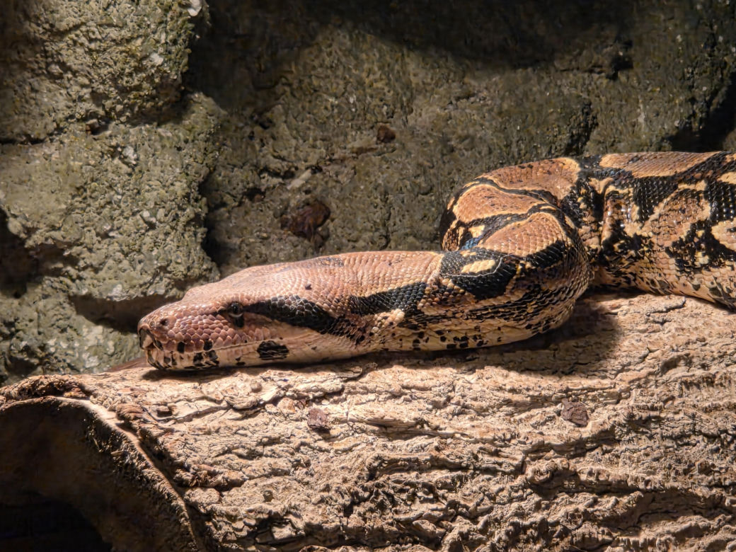 Egzotyczny świat na wyciągnięcie ręki! Zaglądamy do akwarium-terrarium w Myślęcinku