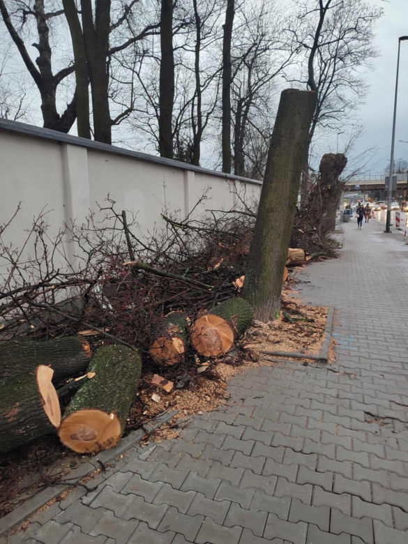 Nowa ścieżka rowerowa na al. 29 Listopada. Skończyło się rzezią drzew