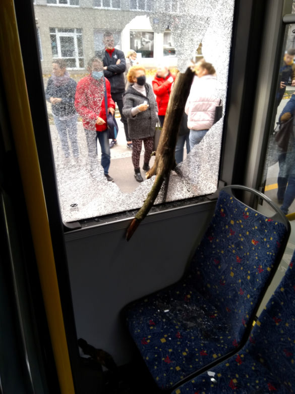 Drzewo wybiło szybę w łódzkim autobusie