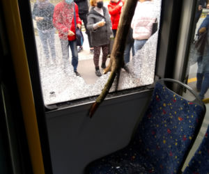 Drzewo wybiło szybę w łódzkim autobusie
