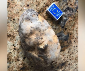 Ziemniak gigant z Małopolski